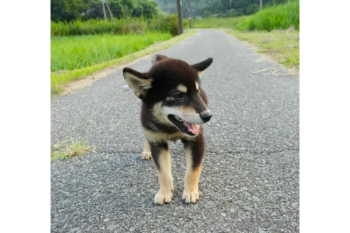 販売中の千葉県の柴犬-347981の2枚目